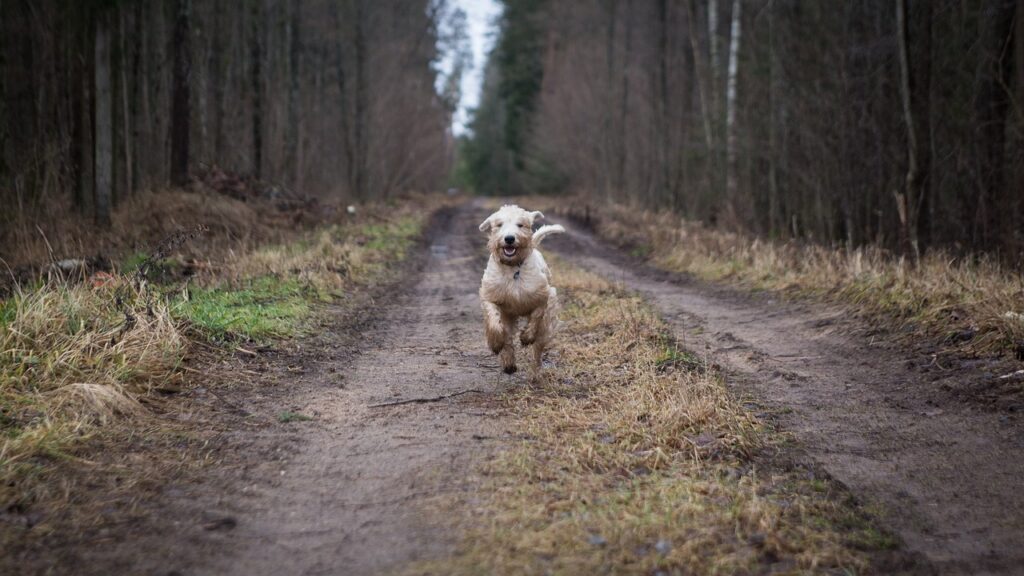 animal, dog, forest-3310012.jpg